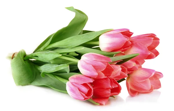 Pink tulips isolated on white — Stock Photo, Image