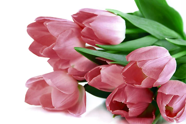 Růžové tulipány izolované na bílém — Stock fotografie