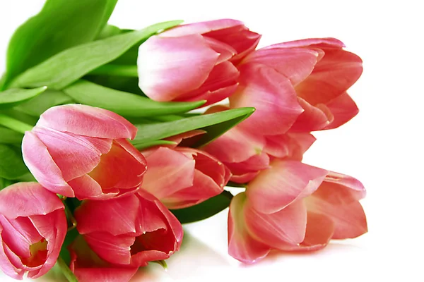 Tulipanes rosados aislados en blanco — Foto de Stock