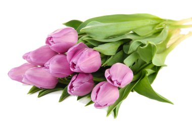 güzel beyaz izole mor Lale buketi