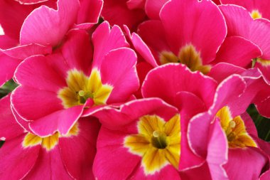güzel pembe primula, close up