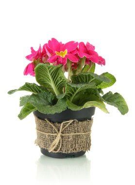 güzel pembe çuha çiçeği üzerinde beyaz izole saksı