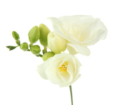 güzel Frezya çiçeği, Whit üzerinde izole