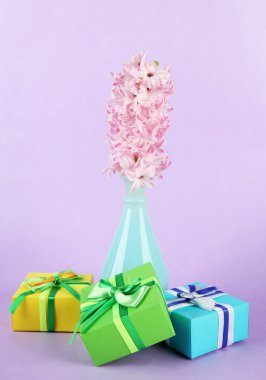 Vazo ve renkli arka plan üzerinde güzel hediyeler güzel sümbül