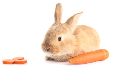 havuç üzerine beyaz izole kabarık kurnaz tavşan