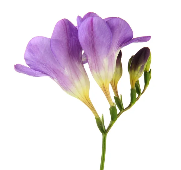 Purple freesia flower, isolated on white — Stock Photo, Image