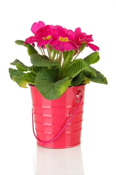 Schöne rosa Primeln in — Stockfoto