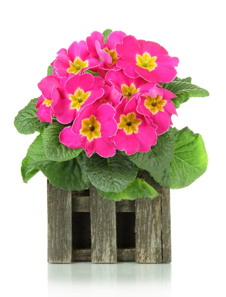 Krásné růžové primula dřevěné dekorativní květináč, izolované na bílém — Stock fotografie