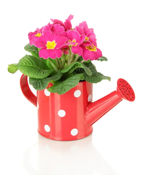 Beautiful pink primula in watering can, isolated on white — Stock Photo, Image