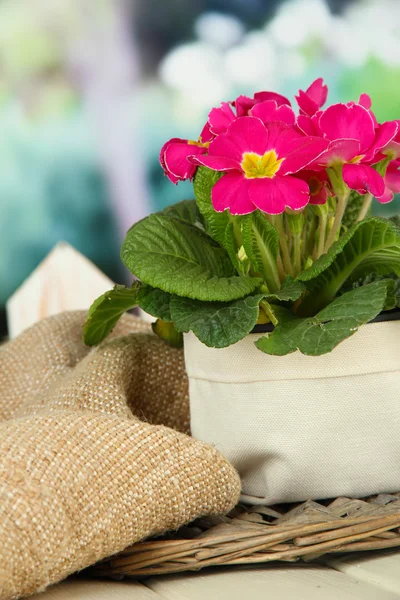 美丽粉红色报春花在木桌上，在绿色背景上的花盆 — 图库照片