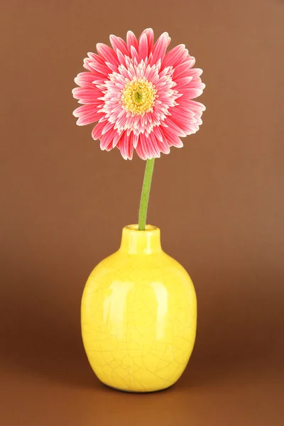 茶色の背景に美しいガーバー花 — ストック写真