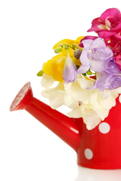 Bellissimo bouquet di fresie in annaffiatoio, isolato su bianco — Foto Stock