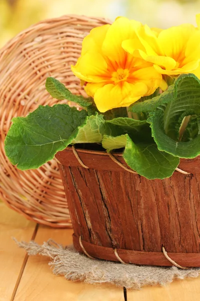 Beautiful yellow primula in basket on wooden table close up — Stock Photo, Image
