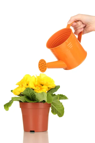 Beautiful yellow primula in flowerpot and watering can, isolated on white — Stock Photo, Image