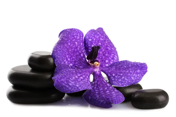 Spa stones and purple flower, isolated on white — Stock Photo, Image