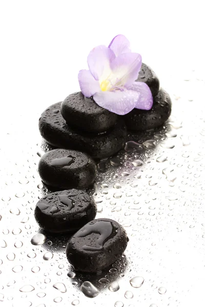 Spa stones and purple flower, on wet background — Stock Photo, Image