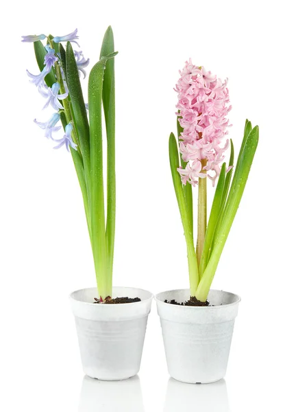 Beautiful hyacinths, isolated on white — Stock Photo, Image