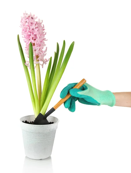 Belo jacinto na mão do vaso e do jardineiro (foto conceitual floração cuidado), isolado em branco — Fotografia de Stock