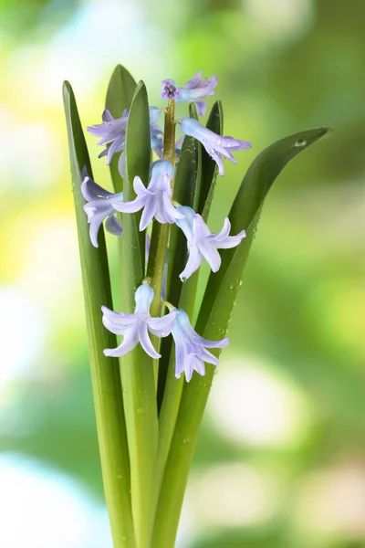 Beautiful hyacinth, on bright background — Stock Photo, Image