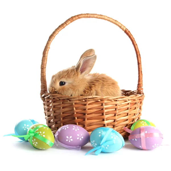 Lapin roux dans le panier avec des œufs de Pâques isolés sur blanc — Photo