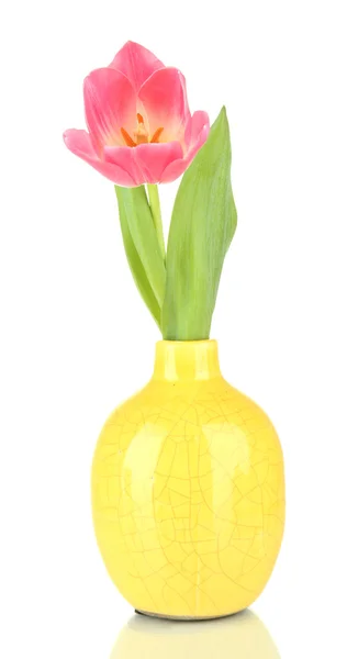 Pink tulip in bright vase, isolated on white — Stock Photo, Image