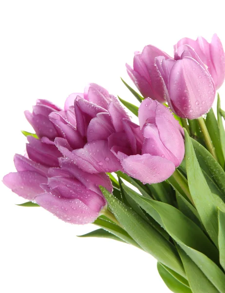 Beautiful bouquet of purple tulips, isolated on white — Stock Photo, Image