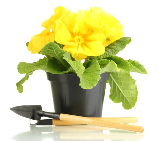 Beautiful yellow primula in flowerpot, isolated on white — Stock Photo, Image