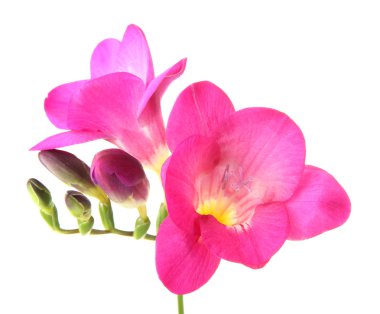 Pink freesia flower, isolated on white clipart