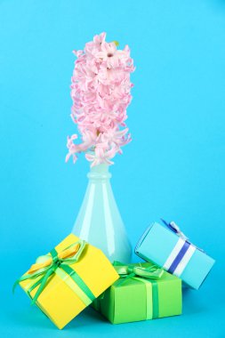 Vazo ve renkli arka plan üzerinde güzel hediyeler güzel sümbül