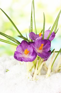 yeşil zemin üzerine kar üzerinde güzel mor çiğdemler