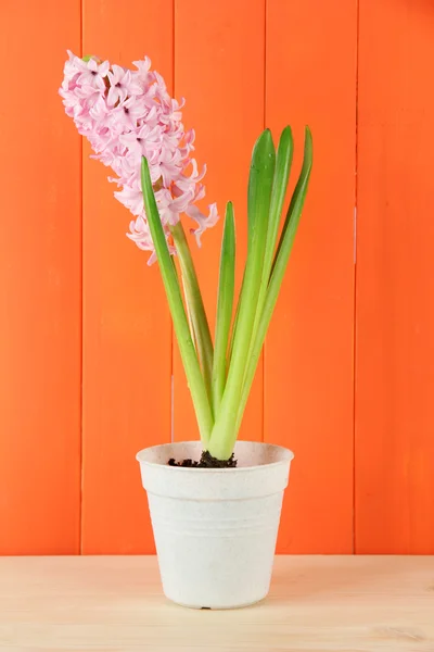 Belle jacinthe en pot de fleurs, sur fond de bois — Photo