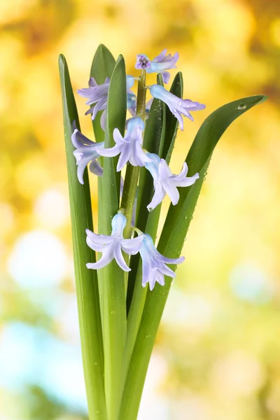 Schöne Hyazinthe, auf hellem Hintergrund — Stockfoto