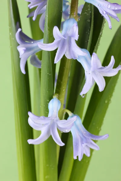 Schöne Hyazinthe, auf farbigem Hintergrund — Stockfoto