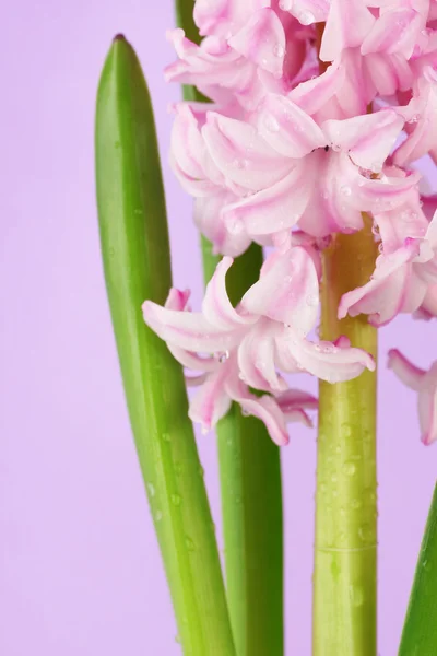 Beautiful hyacinth, on color background — Stock Photo, Image