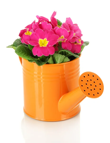 Beautiful pink primula in watering can, isolated on white — Stock Photo, Image