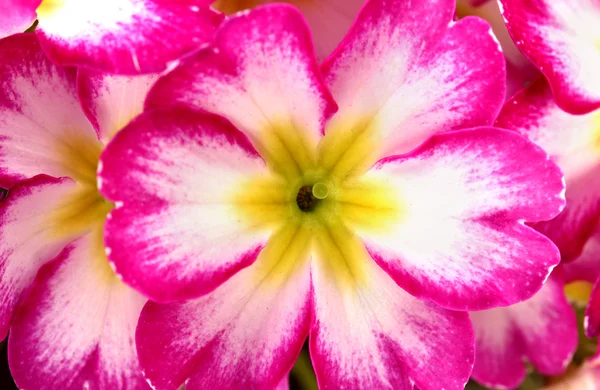 Beautiful pink primula, close up — Stock Photo, Image