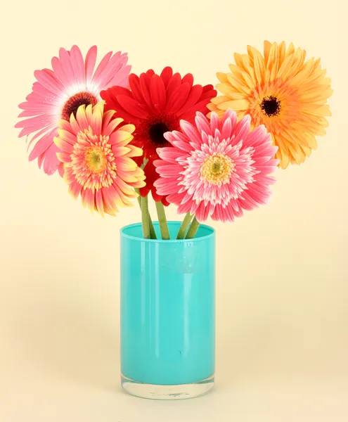 Beautiful Gerber flowers on light background — Stock Photo, Image