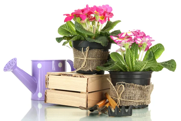 Beautiful pink primula in flowerpots and gardening tools, isolated on white — Stock Photo, Image