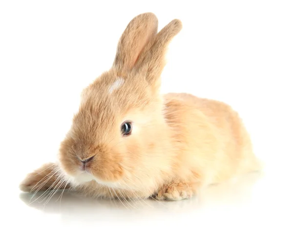 Fluffy foxy rabbit isolated on white — Stock Photo, Image