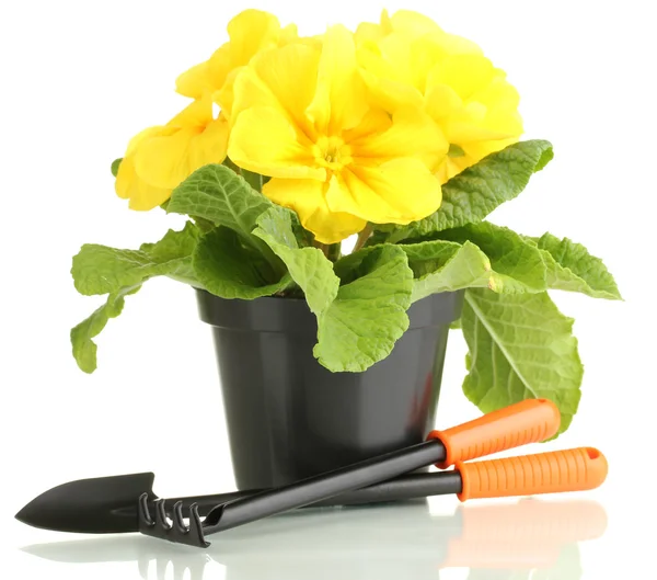 Bela primula amarela em vaso de plantas, isolado em branco — Fotografia de Stock