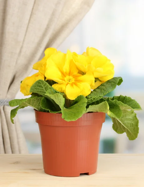 Schöne gelbe Primeln im Blumentopf auf Holzfensterbank — Stockfoto