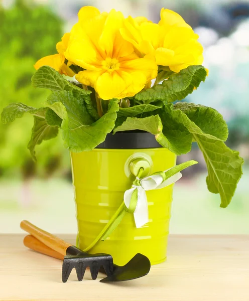 Beautiful yellow primula in flowerpot on wooden table on green background — Stock Photo, Image