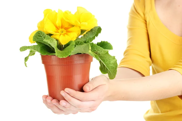 Belle primula jaune en pot de fleurs dans les mains, isolée sur blanc — Photo