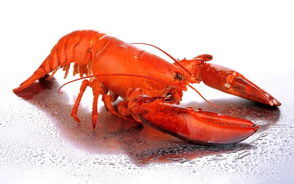 Langosta roja aislada sobre blanco — Foto de Stock