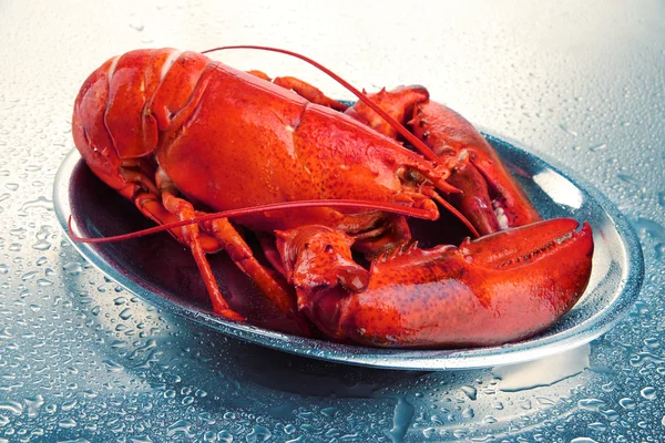 Red lobster on tray, on grey background — Stock Photo, Image