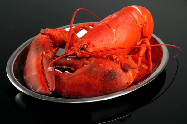 Red lobster on tray, on black background — Stock Photo, Image