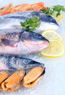 buz üstünde taze deniz ürünleri