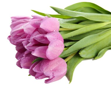 güzel beyaz izole mor Lale buketi