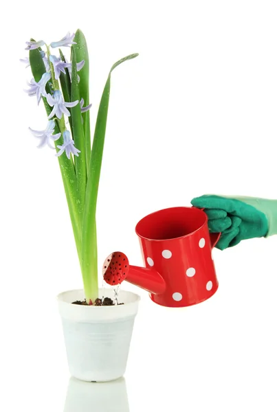 Beautiful hyacinth in flowerpot and gardener's hand (conceptual photo flower care), isolated on white — Stock Photo, Image