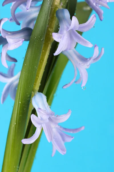 Schöne Hyazinthe, auf farbigem Hintergrund — Stockfoto